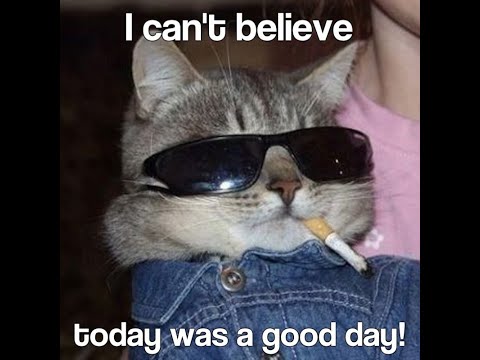 It Was A Good Day by Ice Cube but with cute cats