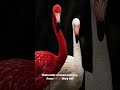 This Word Makes Flamingos Sound Insane 🦩🦩  #flamingo  #facts #shorts #fyp #birdfacts