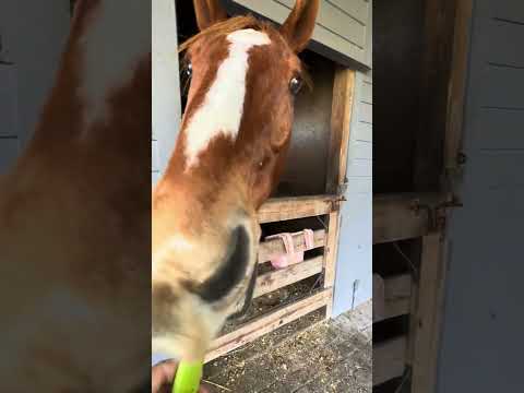 Jeezy this morning #youtubeshorts #fyp #horse #lordshipsfleet