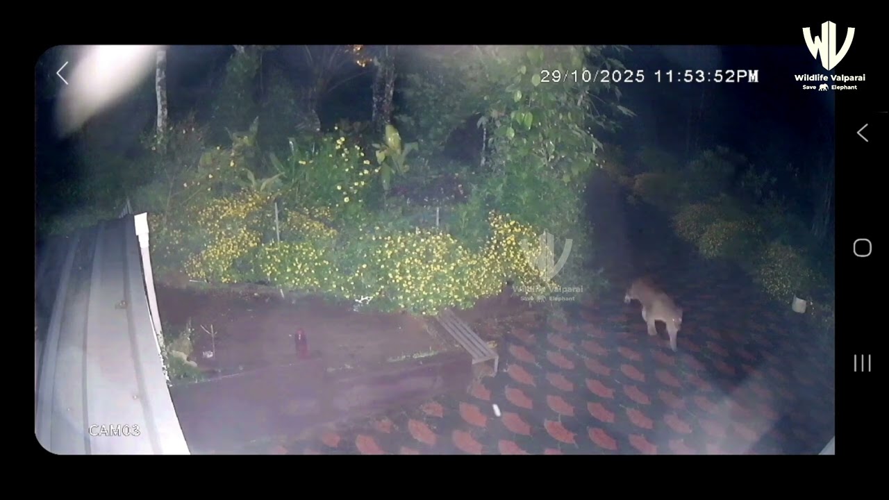 Leopard Enters House in Pandalur to Hunt Cats – Leaves in Disappointment