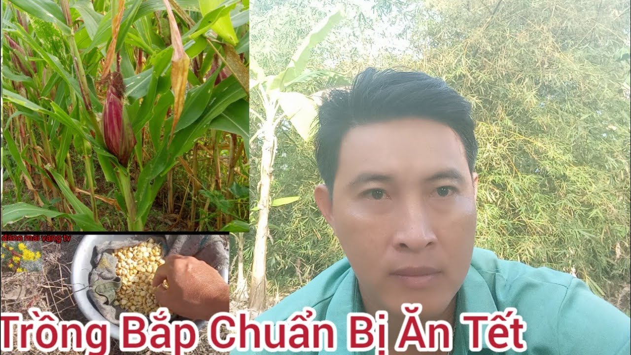 Trồng Bắp Chuẩn Bị Ăn Tết #đặngmaivàngtv#fishing  