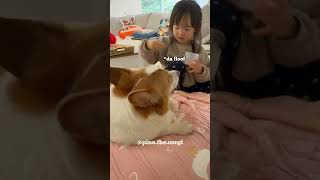 Toddler collect corgi floof #shorts