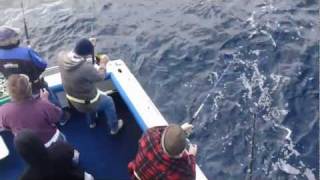 Bluefin Tuna Mania Bermagui