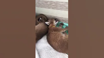 Котята каракала / купить котенка каракала / открыто бронирование!