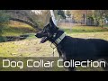 Dog collar collection  dog gear