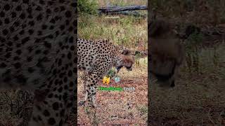 #animals #animallife #wildanimals #wildlife #leopard