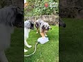 Smart Dog Uses Water Fountain by Himself! 🐶💦 Genius Pet Moment!