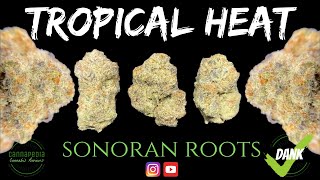 Tropical Heat Strain Review - Sonoran Roots - Cannapedia
