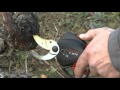 Infaco - Electronic pruning shears F3010 in viticulture EN