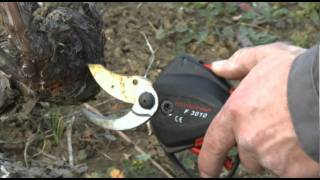 EN  Electronic pruning shears F3010 in viticulture  INFACO