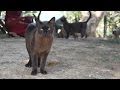 Reintroducing the Burmese cat to Burma の動画、YouTube動画。