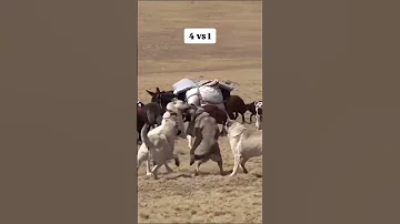 كلاب الرعي 3 فئات لكلاب الرعي وأنواعهم حيوانات غريبة كلاب الرعي كلاب الحراسة كلاب ذكية 