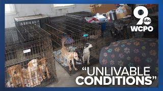 Nearly 90 living, 30 dead dogs found at Greater Cincinnati shelter
