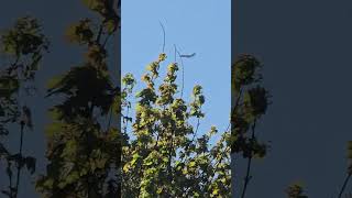 G-Fraw Draken Europe Dassault Falcon 20 Mme-Mme Teesside To Teesside Zoidac92 Call Sign