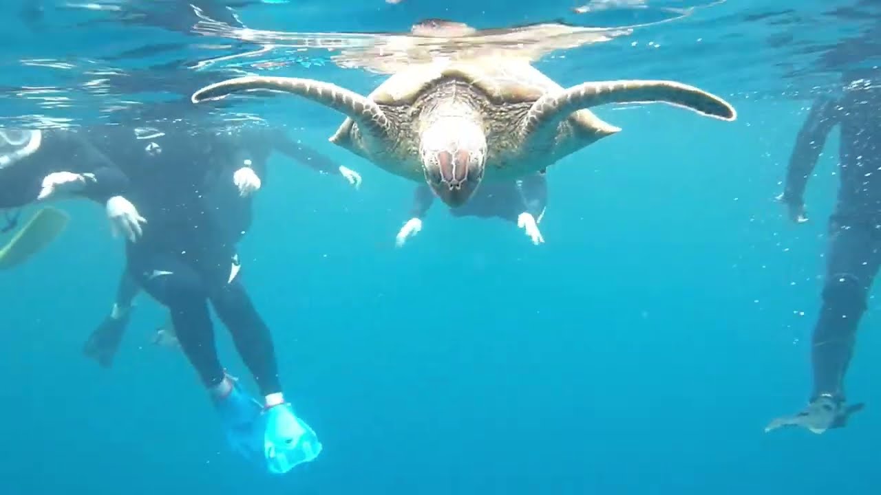 石垣島・ウミガメ遭遇率90％】半日ウミガメ珊瑚礁シュノーケル・ニモ 