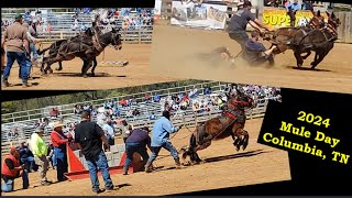 Mule Power or Horse Power? Mule Day 2024 in Columbia, TN did not disappoint! #godscountry #muleday