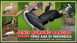 JENIS BURUNG BANGAU YANG ADA DI INDONESIA | BURUNG BANGAU DILINDUNGI 
