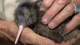 Extreme drought conditions in northland forcing kiwi to abandon their eggs to save their own lives