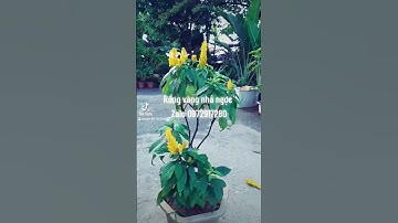 Rồng vàng nhả ngọc