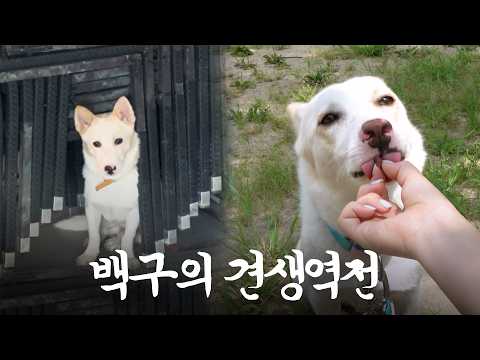 A year spent by a young adult in a rented apartment, embracing a stray dog.