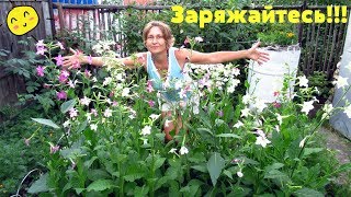 Результаты хороши, зарядилась от души! Видео журнал, дачный:) Результаты хороши, зарядилась от души! Видео журнал, дачный:)