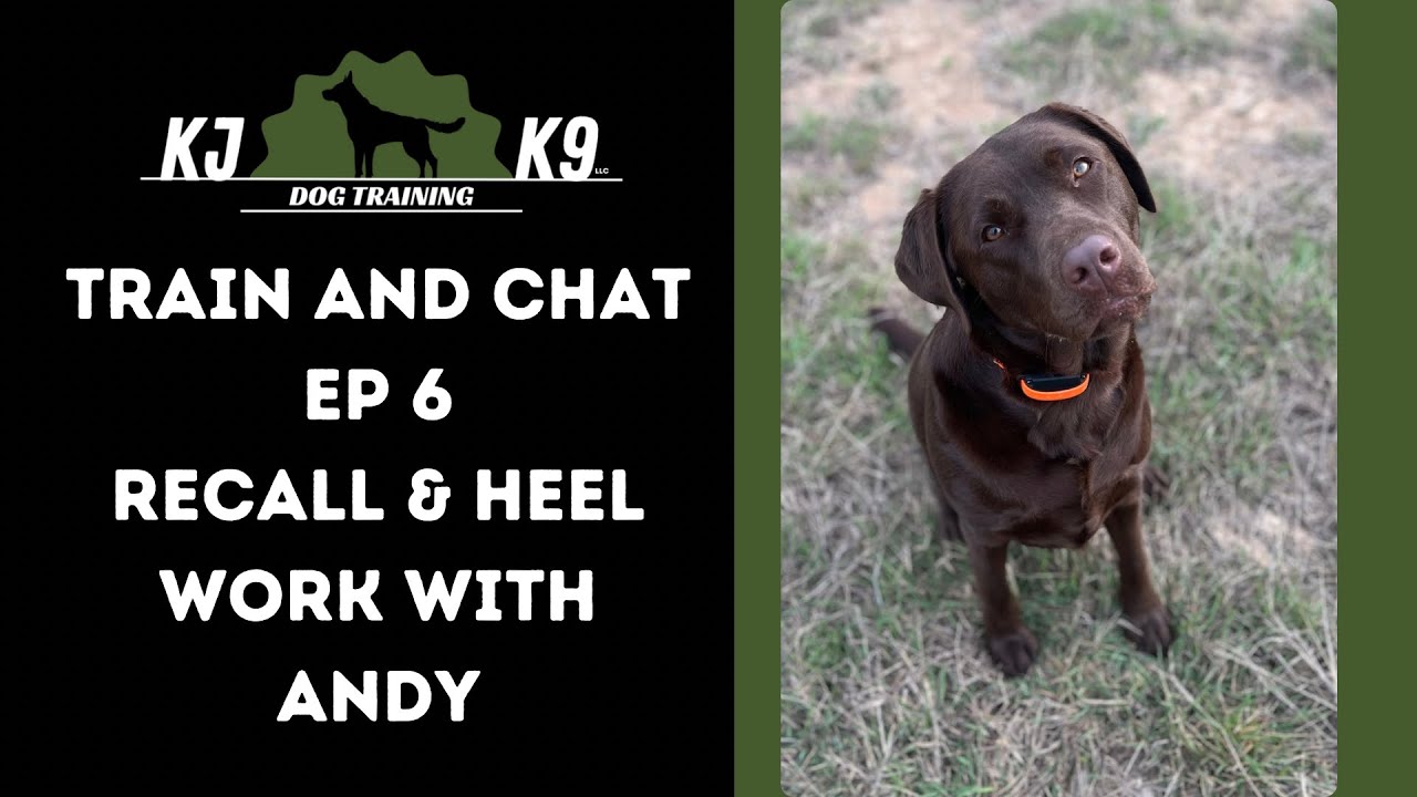 Train & Chat ep 6 Recall & Heel with Andy