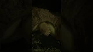 Famous BALL PYTHON YAWNS RIGHT AFTER EATING HER DINNER Profile