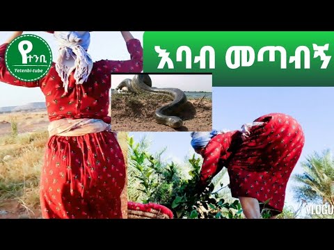 ቪዲዮ: ምን እባቦች መርዝ ያልሆኑ እንደሆኑ ተደርገው ይወሰዳሉ