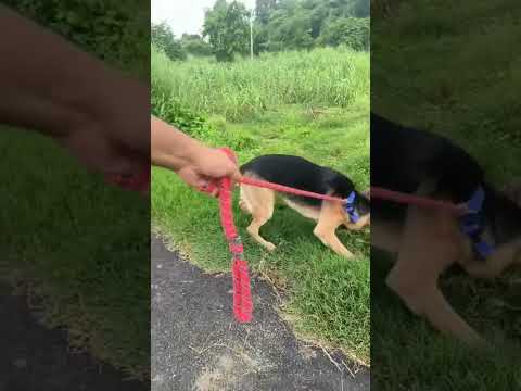 आओ बारिश 🌨️ में चले potty करने 😜||German shepherd #dog
