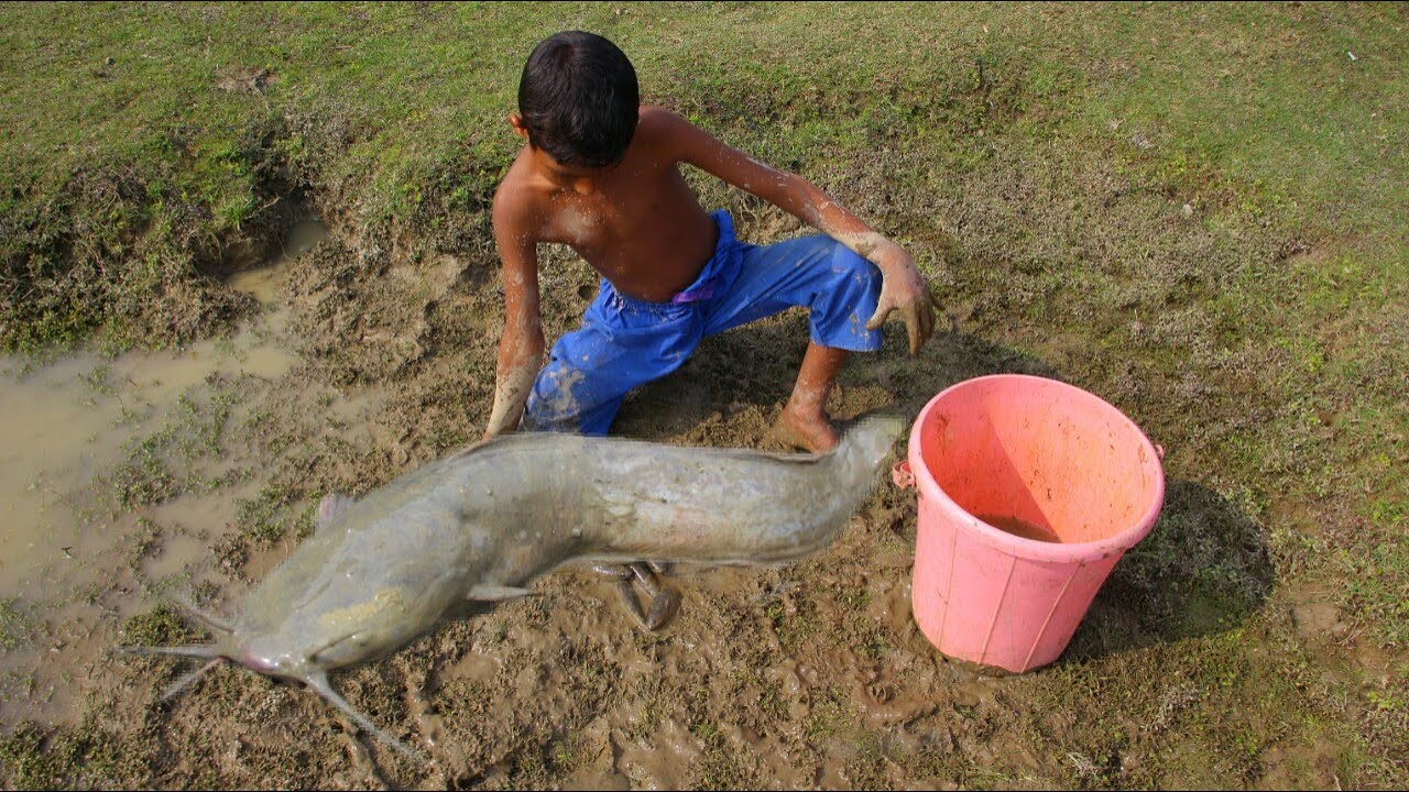 Unique Fishing Video | Boy Catching Find Big Catfish with in Mud | Best ...