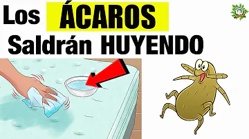 ¿La ducha ayuda a combatir los ácaros?