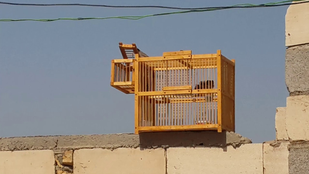 صيد بلابل البصرة