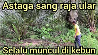 CAUSING A STIR, THE KING OF SNAKES IS FINALLY CAUGHT IN THE PALM OIL PLANTATION