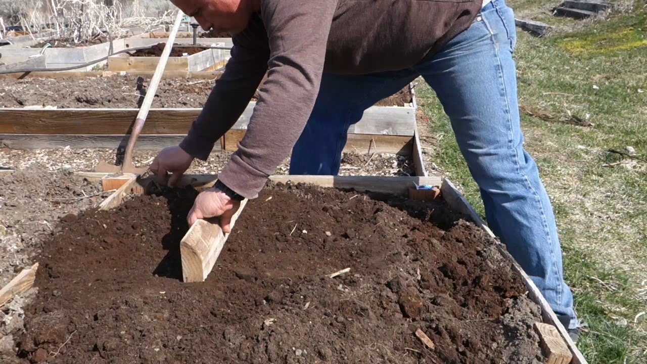 Planting Cabbage In raised beds YouTube