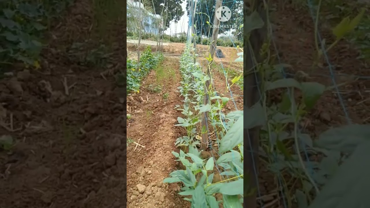 plant support net //vegetable crop net //crop support net price 