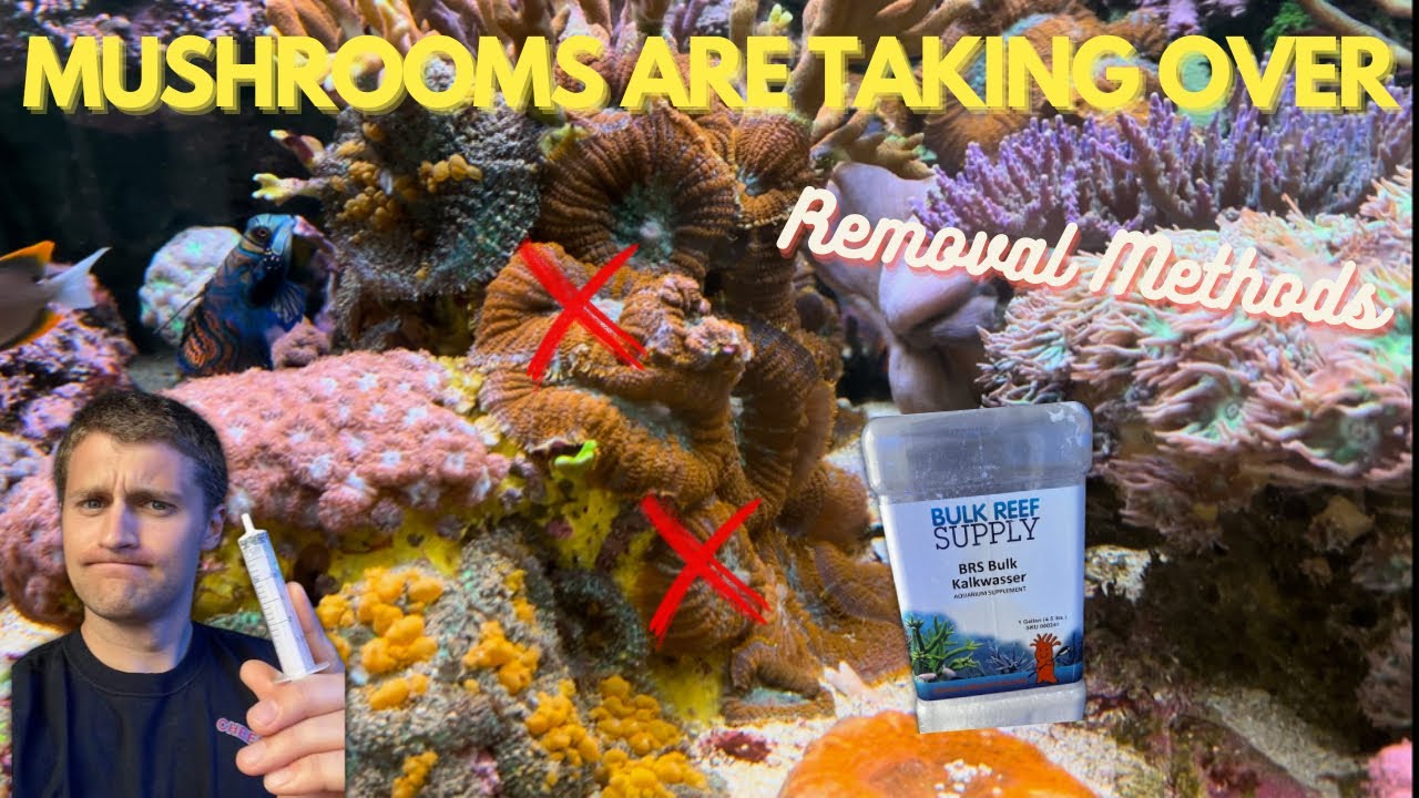 Как удалить грибовидные кораллы из рифового аквариума