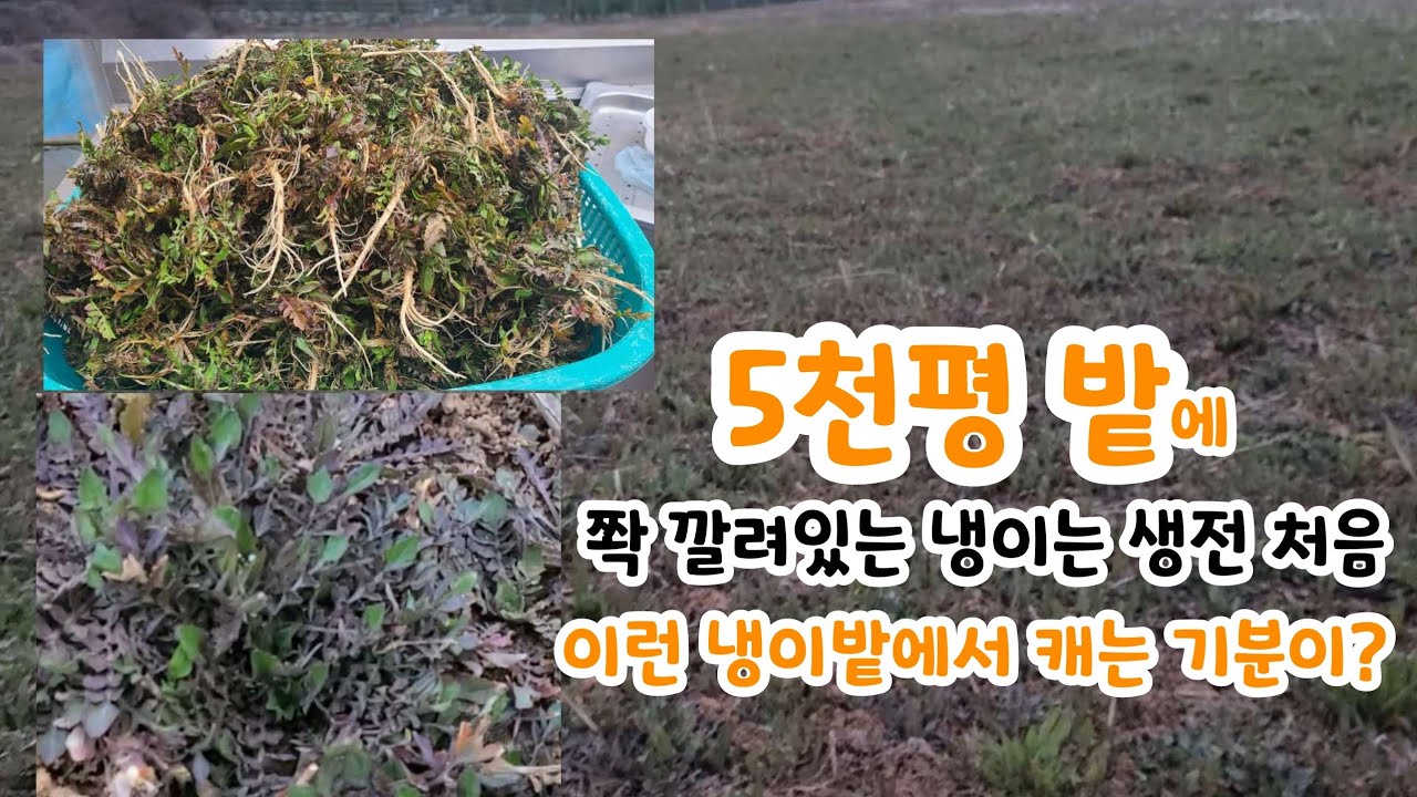 이런 냉이밭은 생전 처음?  냉이로 쫙 깔려있는 5천평의 밭에서 냉이 캐기~