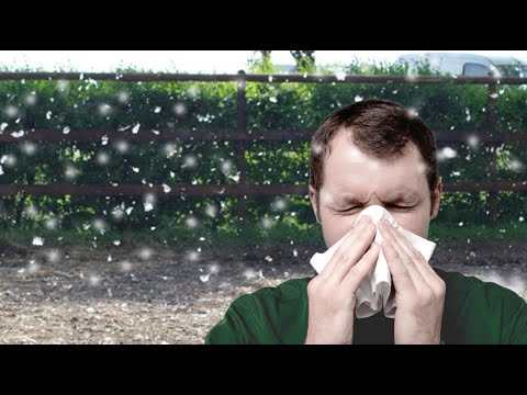 Video: Pioppo E Allergie