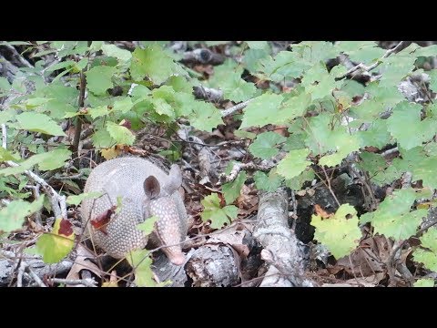 Vídeo: Com Cosir Guants De Saló