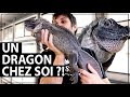 Nos Hydrosaurus : on vous montre nos lézards géants ! 🐲