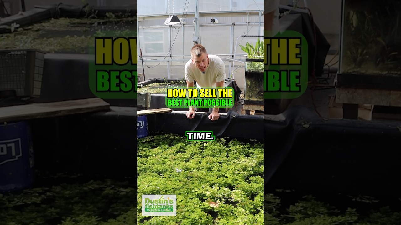 How to GROW THE BEST PLANT POSSIBLE