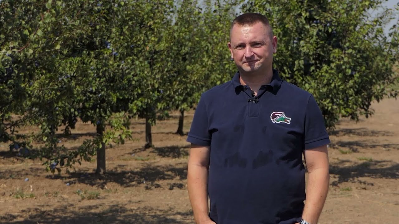 Domaćine kako radiš 28.08.2024. Uzgoj šljiva