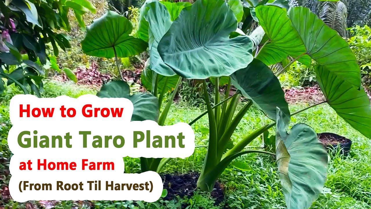 How To Grow Giant Taro Plant At Home Farm From Root Til Harvest YouTube how-to-grow-giant-taro-plant-at-home-farm-from-root-til-harvest-youtube