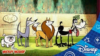 Mickey Mouse Shorts - Dog Show | Official Disney Channel Africa