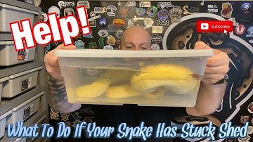 HELP! My Snake Has Some Stuck Shed! || How To Remove Skin That Just Wont Let Go