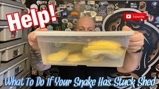HELP! My Snake Has Some Stuck Shed! || How To Remove Skin That Just Wont Let Go