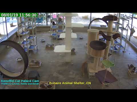 video editing software free Animal Shelter Bonaire Live Stream