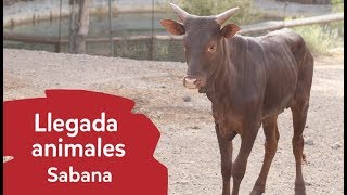 Nuevos miembros en la sabana | Watusis, Nialas y Facóqueros