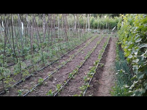 Video: Vitamine Din Pădure, Grădină și Grădină De Legume