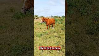 “Prepare-se: Esse Cavalo Vai Te Hipnotizar!”